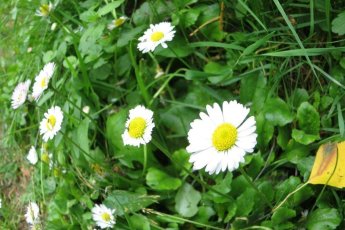 Daisies and grass
